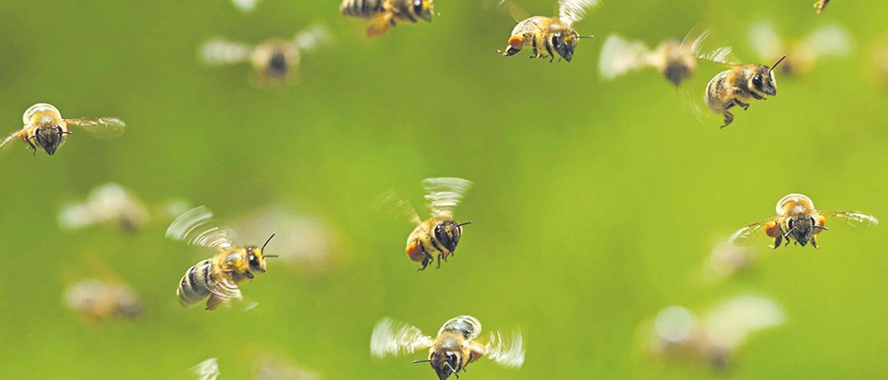 Un grupo de abejas en pleno vuelo.