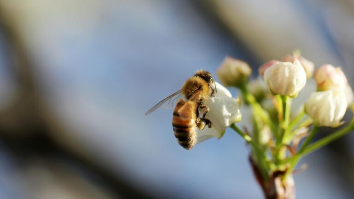 Descubren cómo los insectos voladores toman decisiones rápidas y eficientes