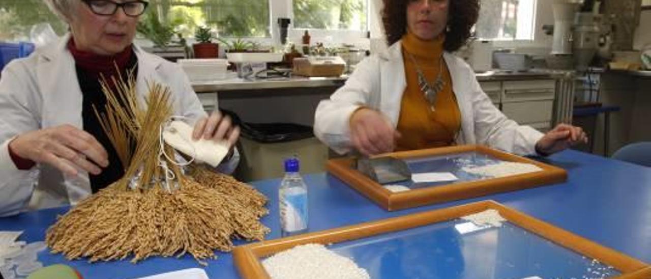 El IVIA investiga en Sueca con líneas de arroz más resistente al hongo Pyricularia