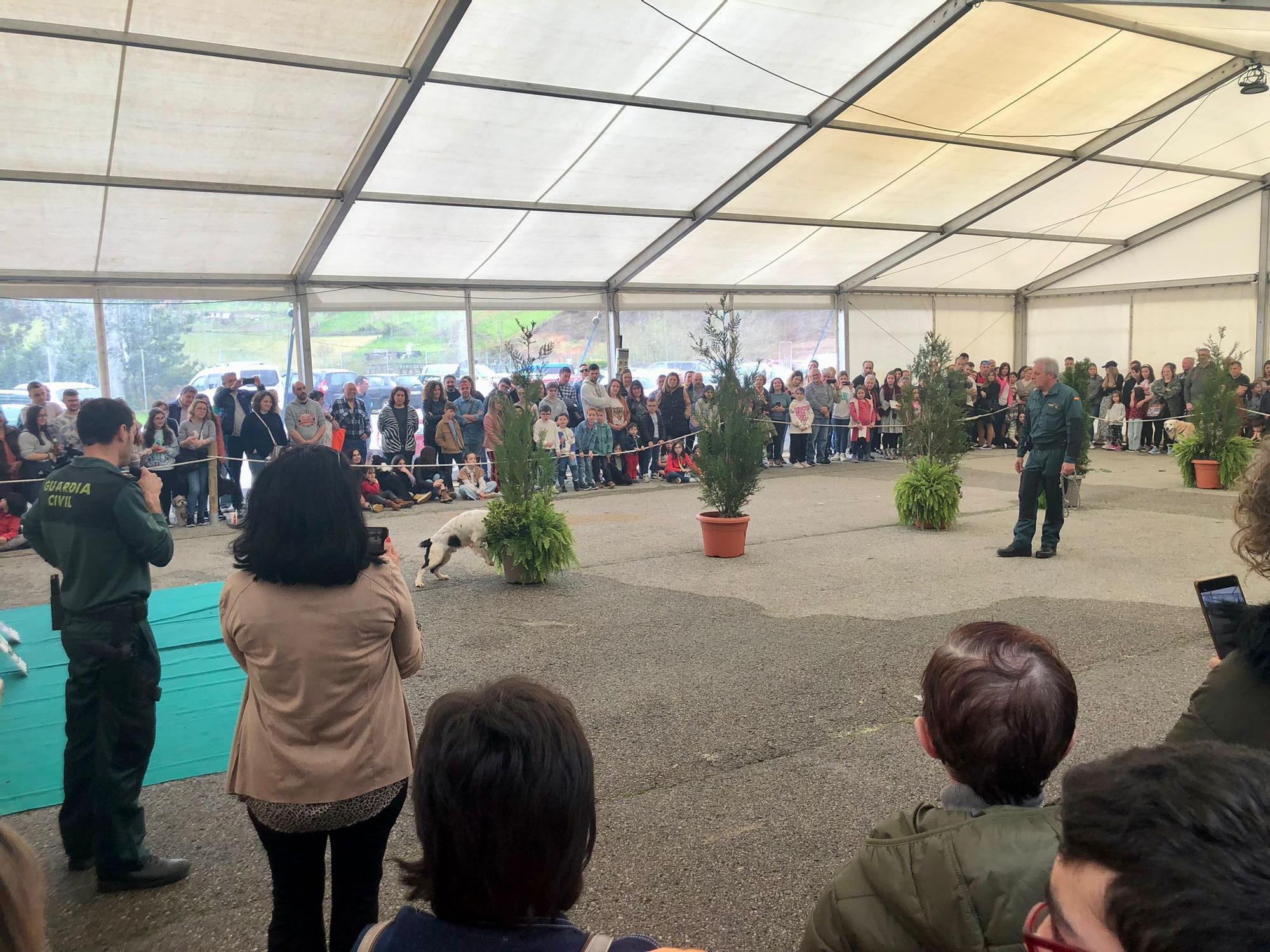 Éxito de público y animales en la 28ª Feria del Perro de Tineo