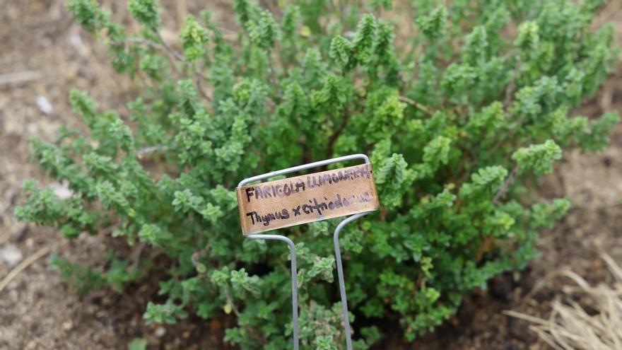 Les imatges del jardí de ratafia de Girona