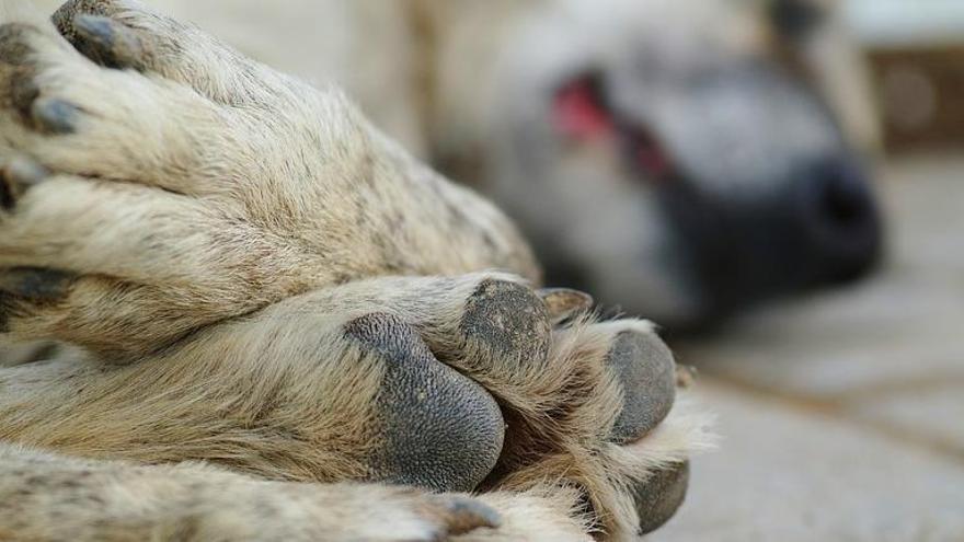 Envenenados como perros