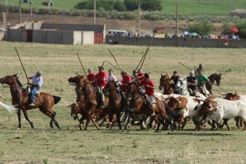 Suelta de vaquillas en las fiestas de La Visitación en Fuentesaúco