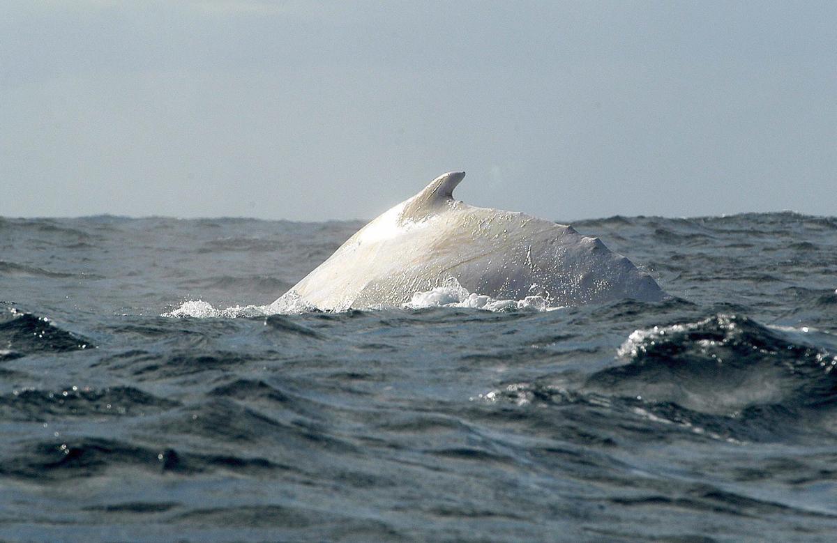 La balena blanca de l’estiu