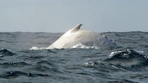 La balena blanca de l’estiu