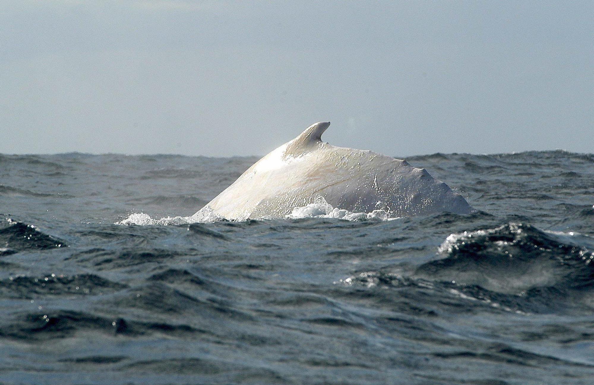 Migaloo, la ballena albina