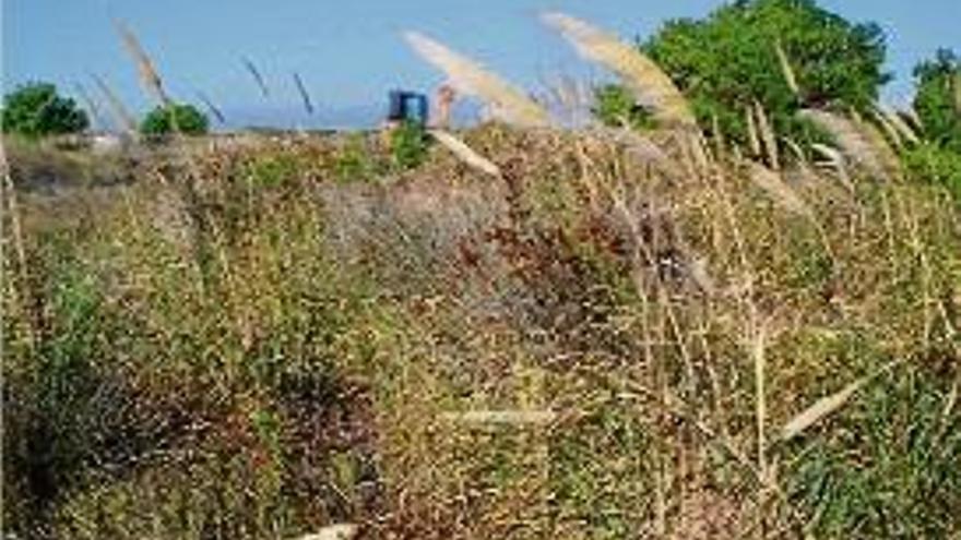 Un dels racons dels Aiguamolls de l&#039;Empordà en una imatge d&#039;arxiu