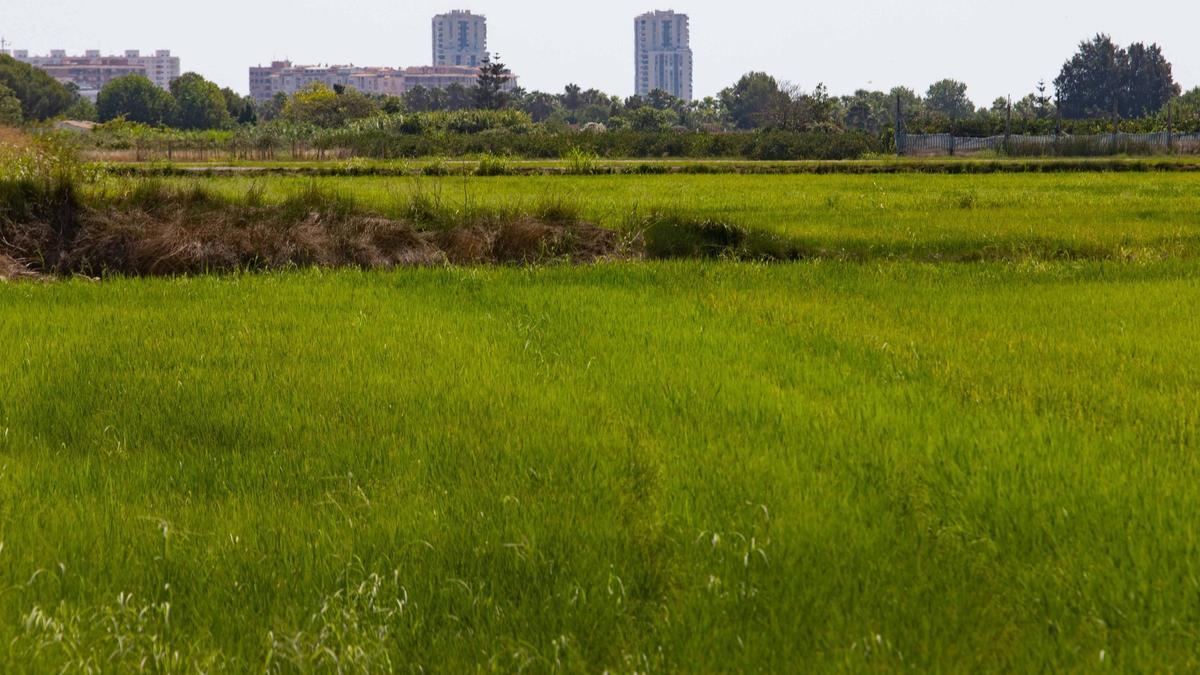 Campos de arroz en Cullera.