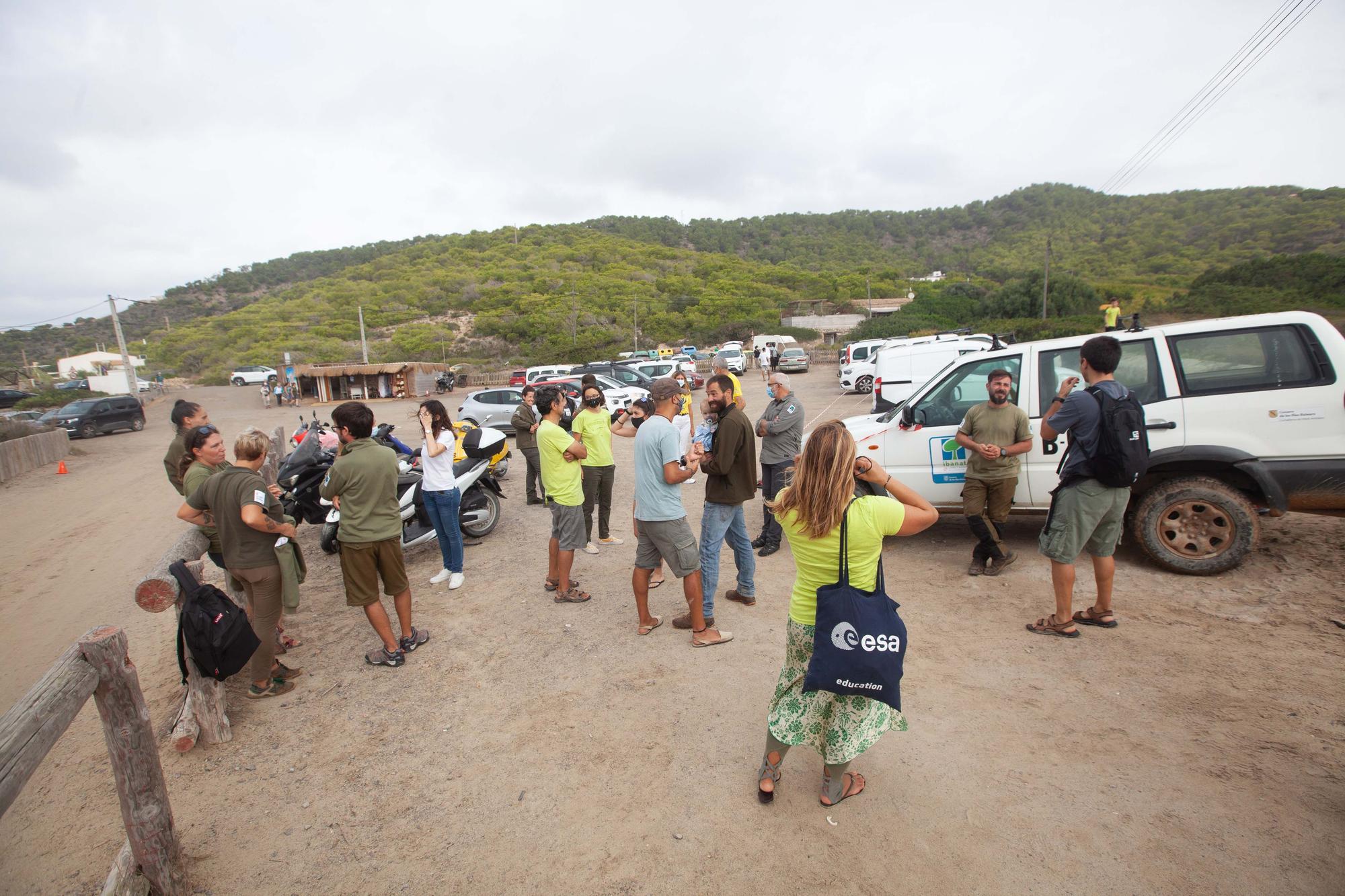 Ponen en libertad a las primeras tortugas nacidas en una playa de Ibiza