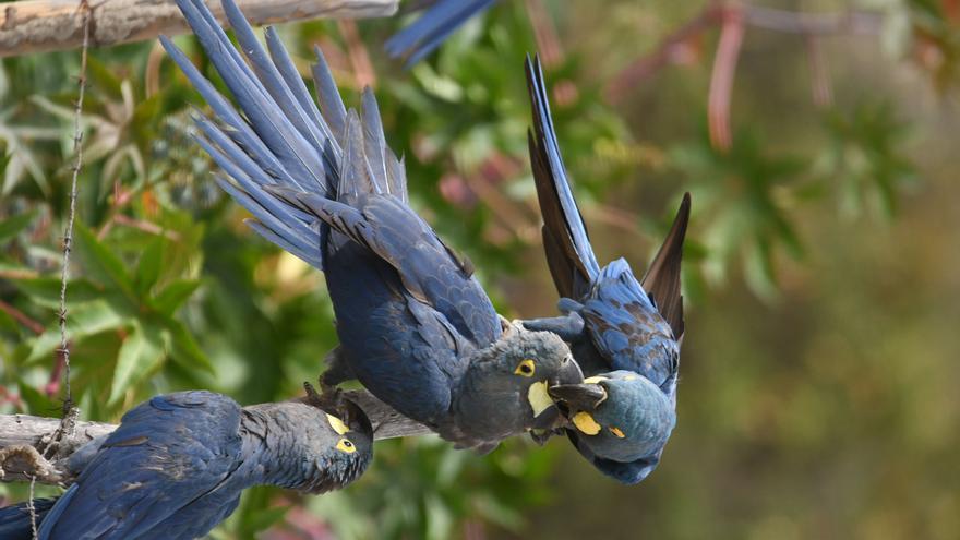 Loro Parque Fundación consolida la reintroducción en la naturaleza del casi extinto guacamayo de Lear