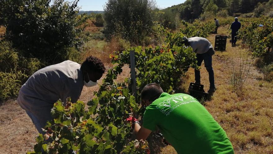 Un macroparque fotovoltaico amenaza 100 hectáreas de cultivo en Viver