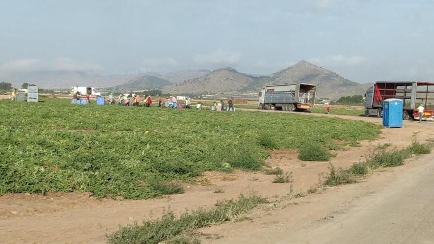 Estas semanas se está llevando a cabo la producción de patatas y sandías.