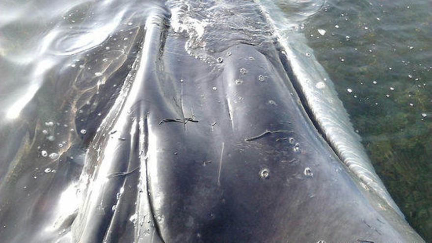 Pla detall de la balena morta trobada a la badia dels Alfacs