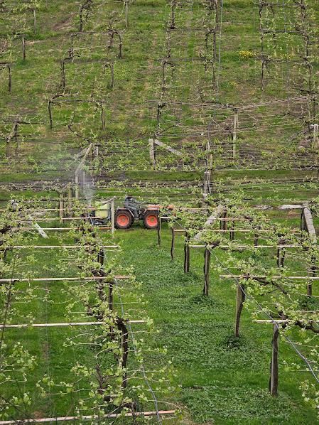 Los viticultores ya se emplean a fondo para luchar contra el mildiu.