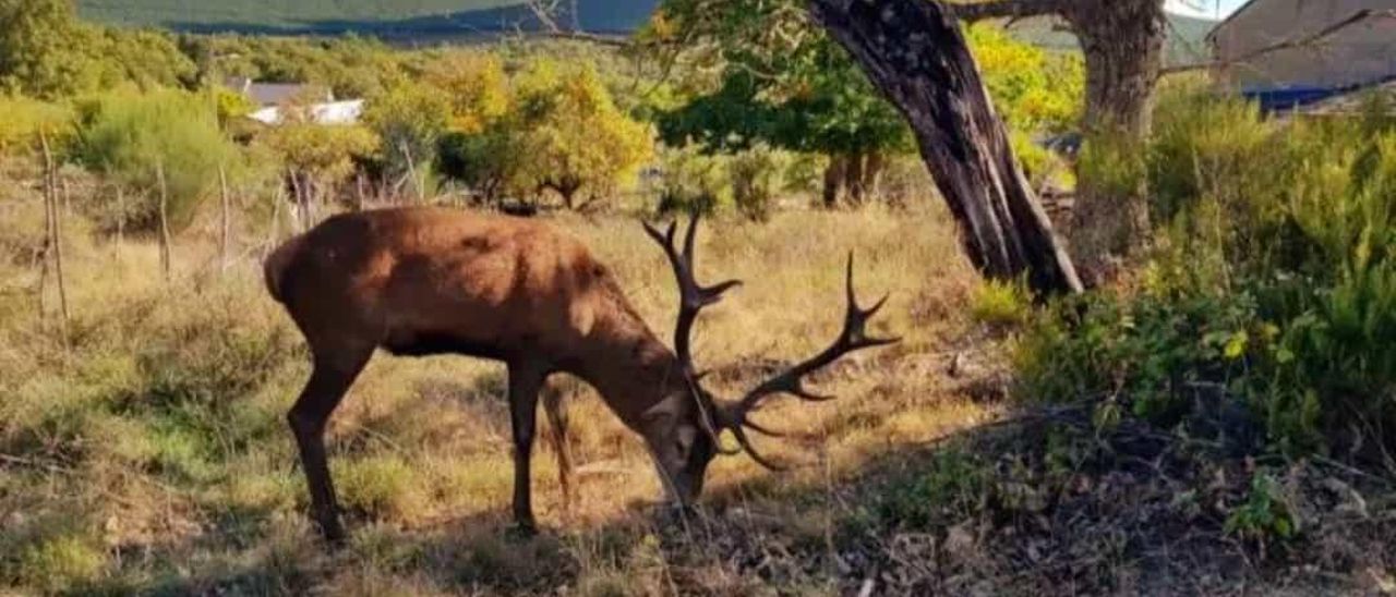 El Ciervo Carlitos en las cercanías de Linarejos