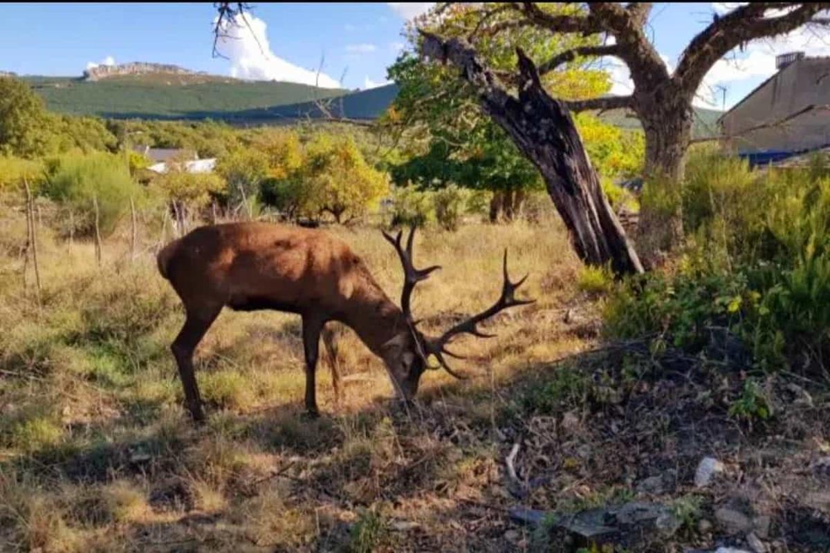 El Ciervo Carlitos en las cercanías de Linarejos