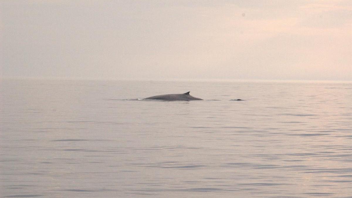 El rorqual comú