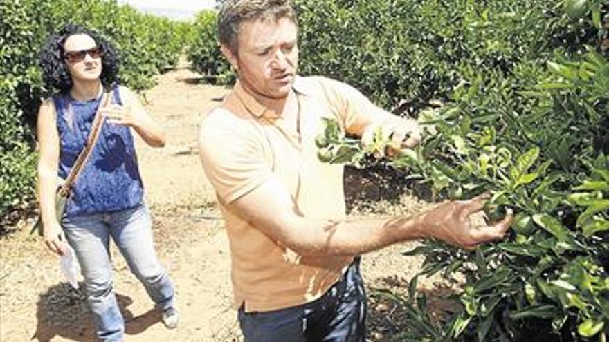 Castellón da parte de 2.707 huertos dañados por pedrisco