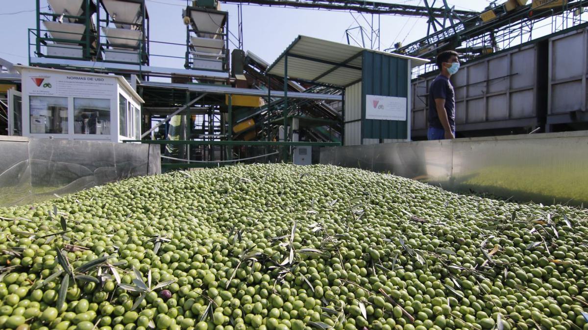 Cooperativa dedicada a la producción de aceite de oliva en la provincia de Córdoba.