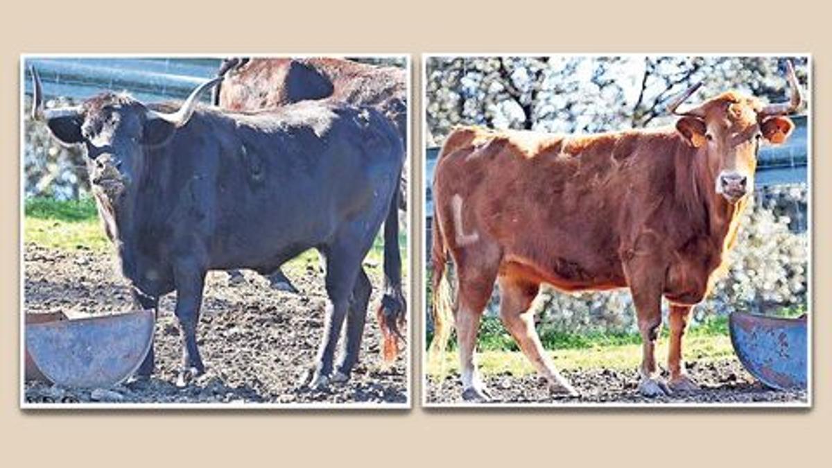 Una de las vacas cerriles de Vaques i Dones y la vaca cerril de la ganadería de Torreherberos.