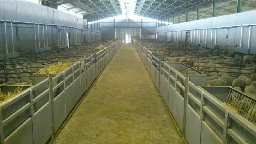 La cooperativa Merino del Sur reúne a 300 ganaderos de ovino