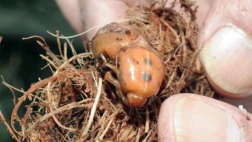 La plaga de picudo llega al centro urbano de Almoradí e IU reclama medidas a Agricultura