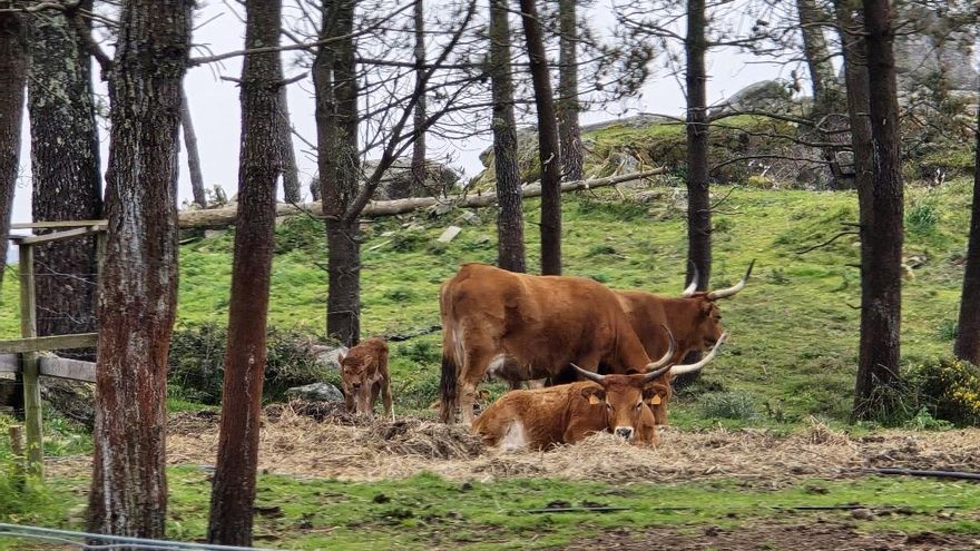 Mejoras para las vacas cachenas y su entorno