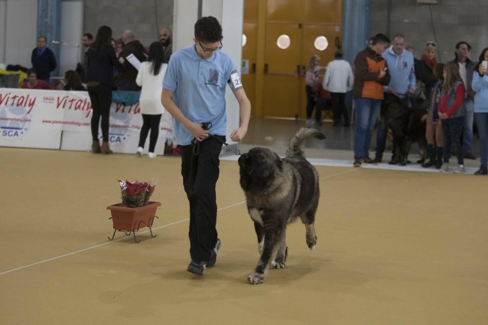 La Mascotada da brillo a Expocachorro