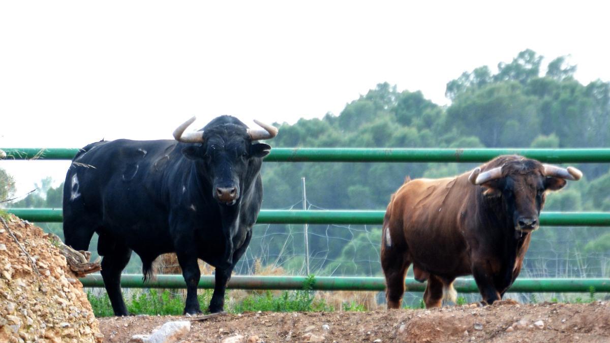 Dos toros cinqueños velan armas en Les Ermites.