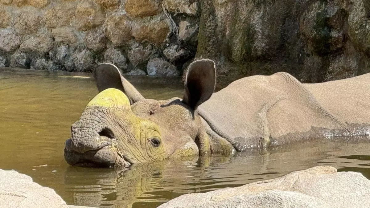 El Zoo de Córdoba supera las 117.500 visitas y bate el récord de colaboración con asociaciones