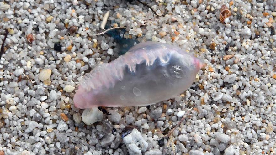 La &#039;medusa&#039; más temida reaparece en playas de Galicia
