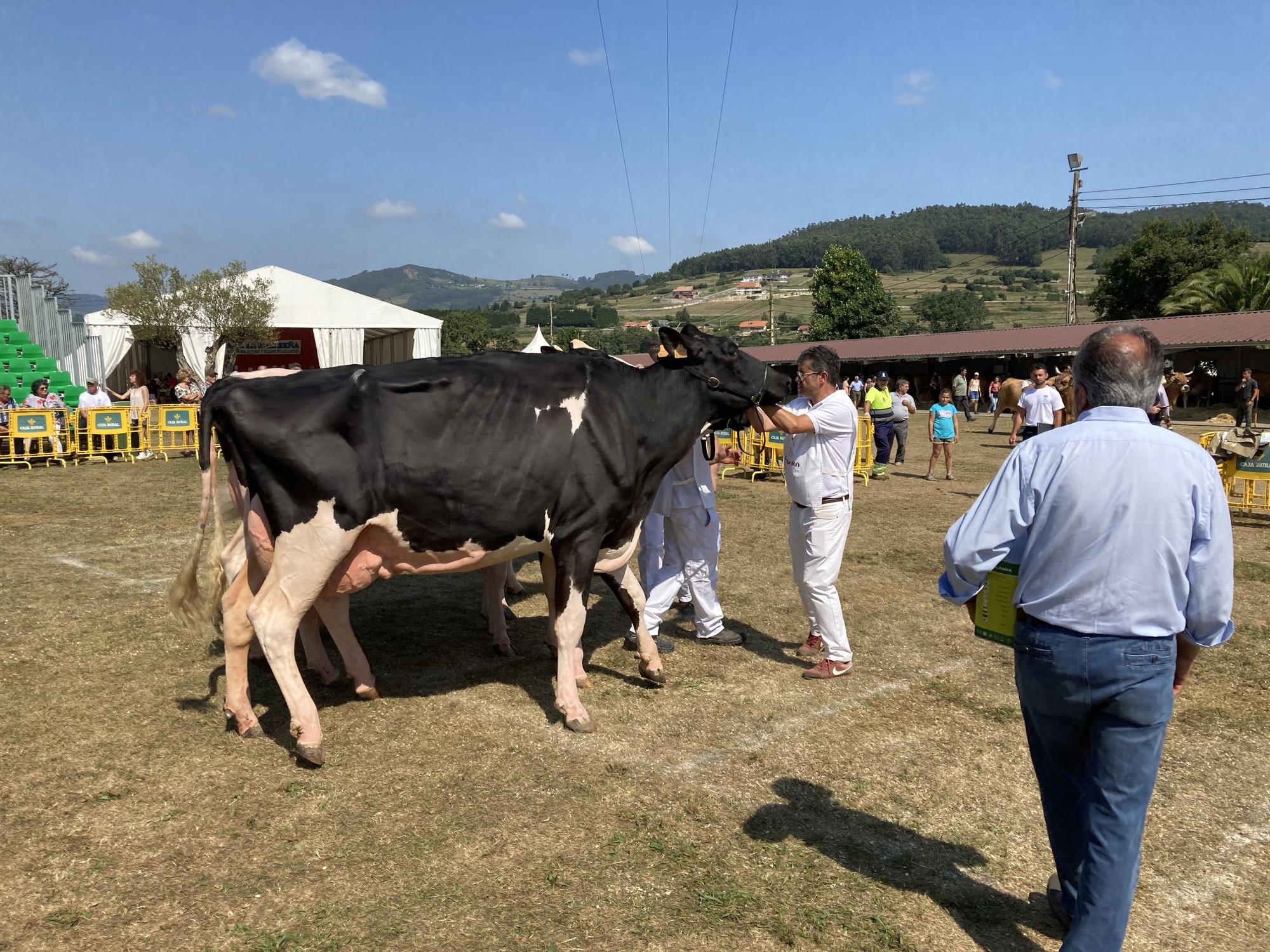 El concurso de ganado de Llanera fue todo un éxito: aquí tienes algunas de las reses ganadoras