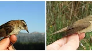 Investigadores de la UPV y la UV revelan los efectos del cambio climático sobre las aves