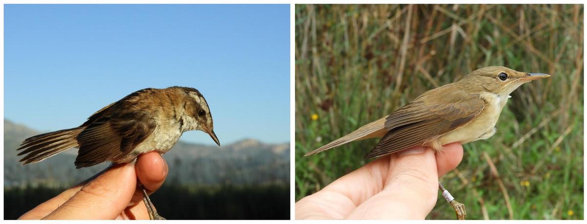 Carricerín real y carricero común