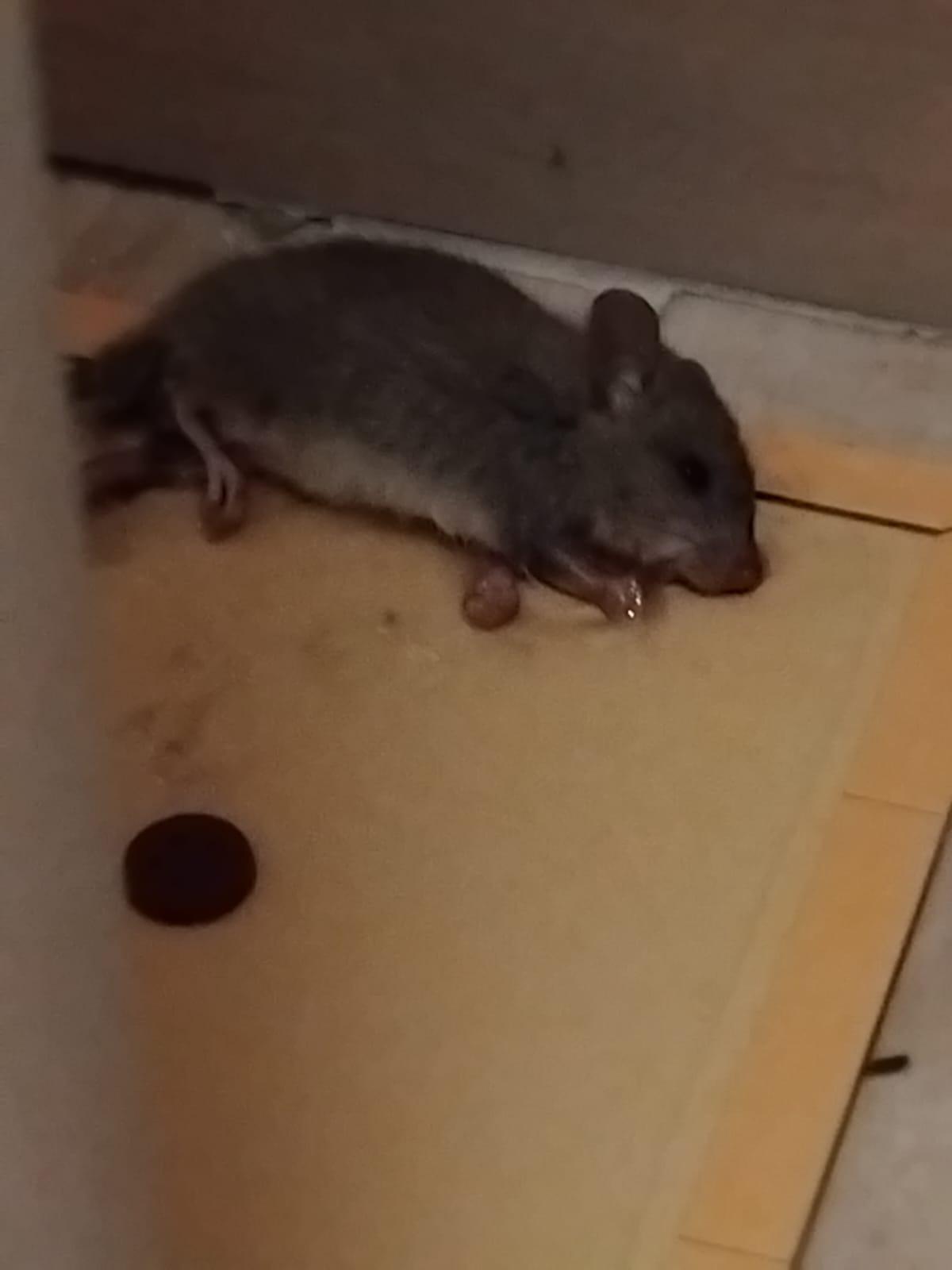 Rata muerta en el Palacio de Justicia de Alicante.