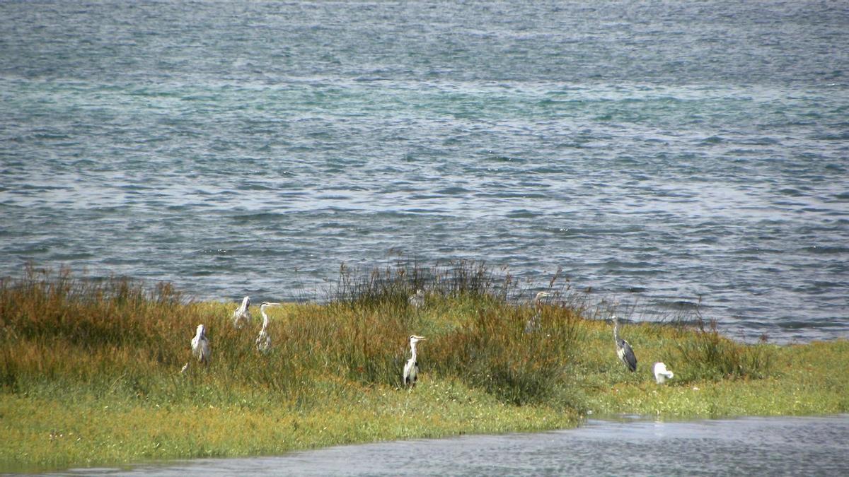 Garzas reales en la ría de O Burgo.