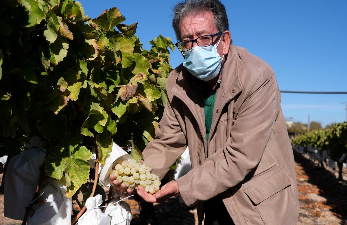 Pedro Rubira cultiva tres hectáreas en Novelda, de las que saldrán 50.000 kilos de la DOP Uva Embolsada del Vinalopó.