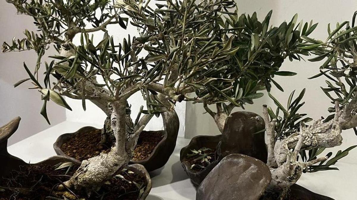 Els bonsais robats al Celler de Can Roca de Girona.
