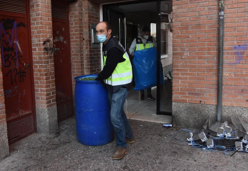 Hallan 300 plantas de marihuana en una casa del barrio del Infante de Murcia