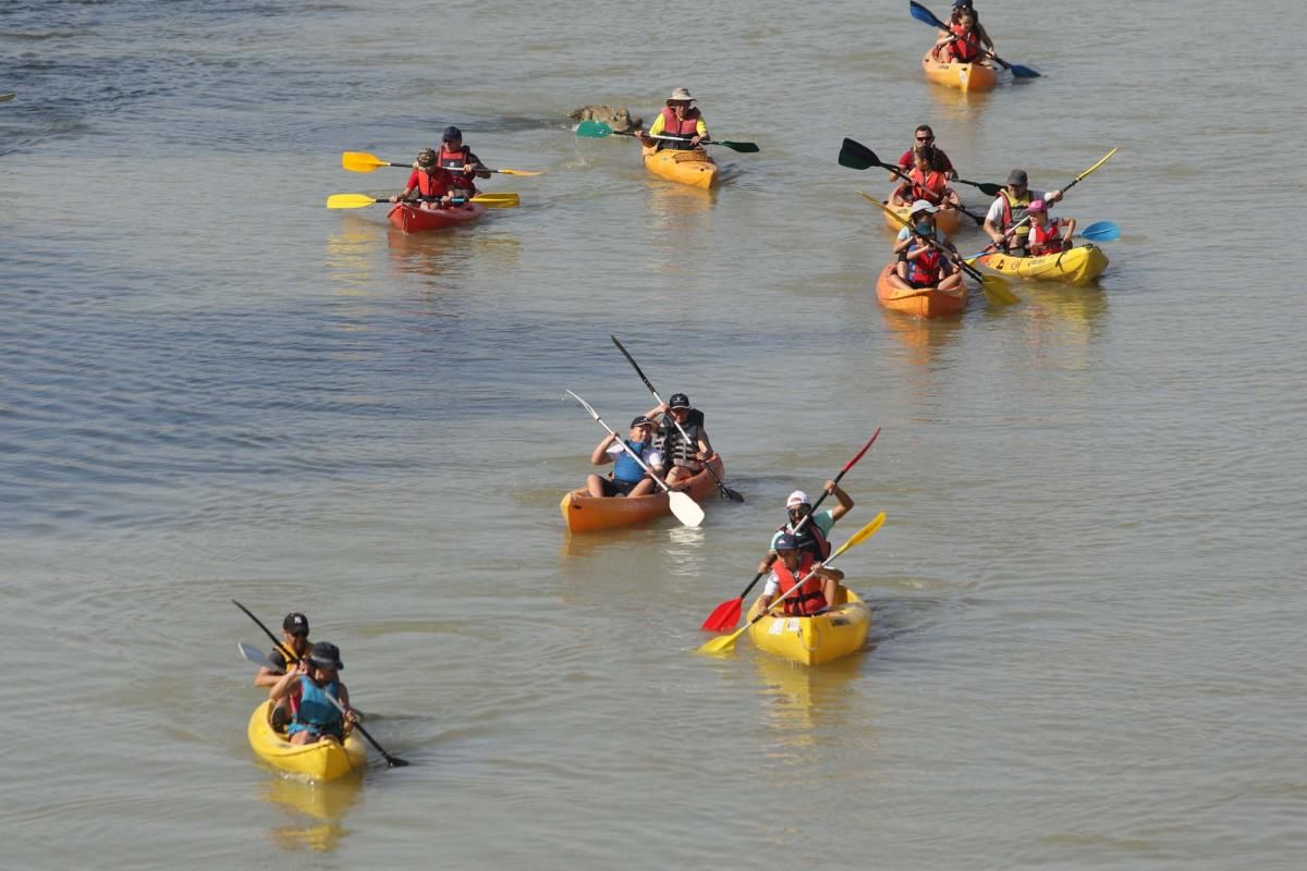 Un caimán por el Guadalquivir