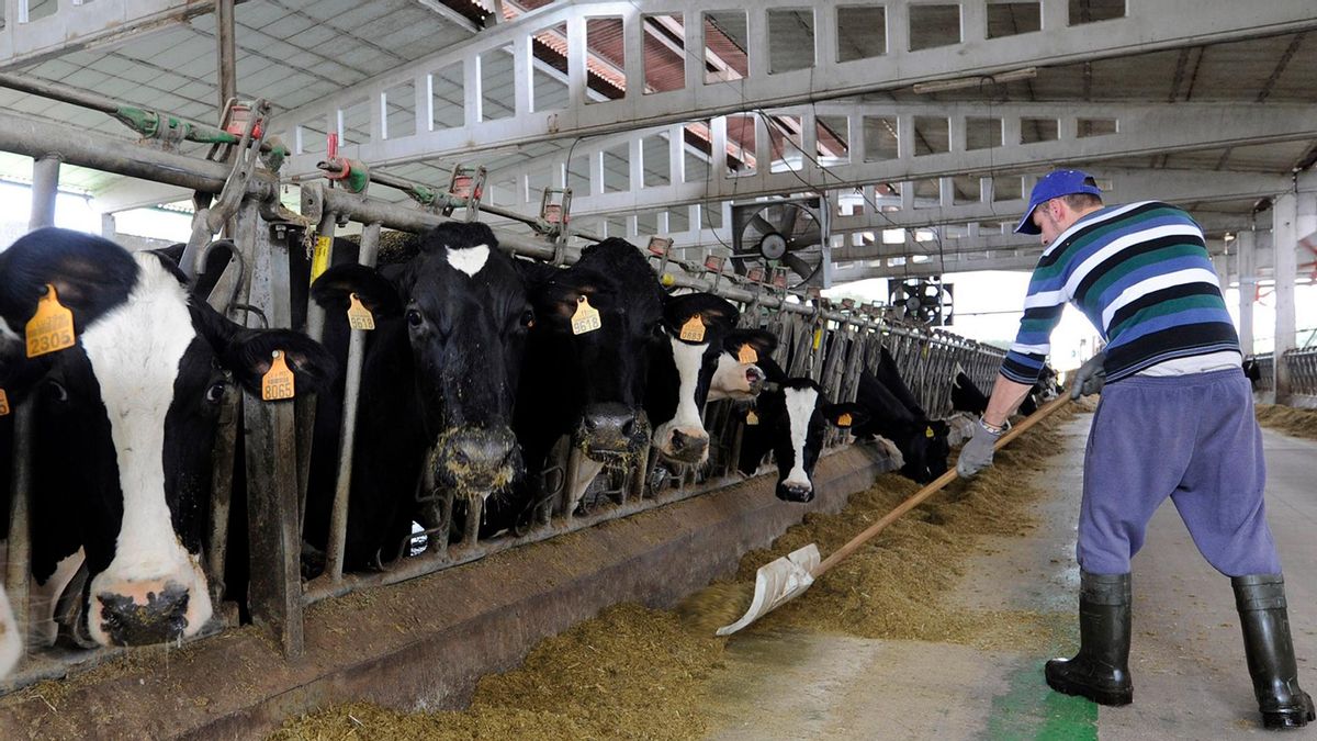 Un trabajador reparte alimento a las vacas.