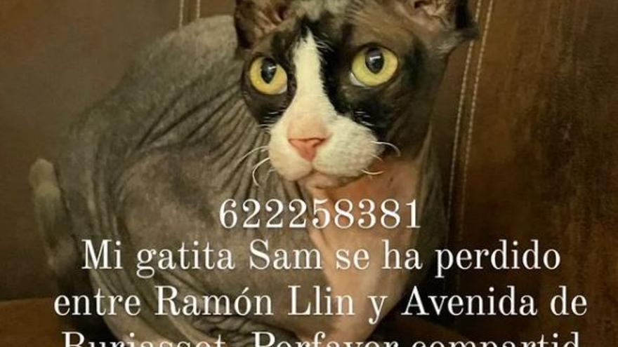 RECOMPENSA GATA VALENCIA | Aparece la gata perdida en Valencia