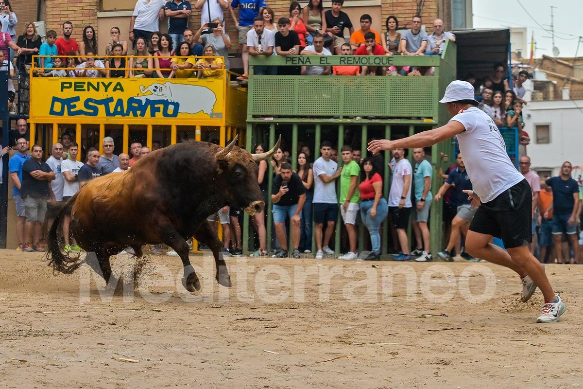 Bous a l'Alcora 2025