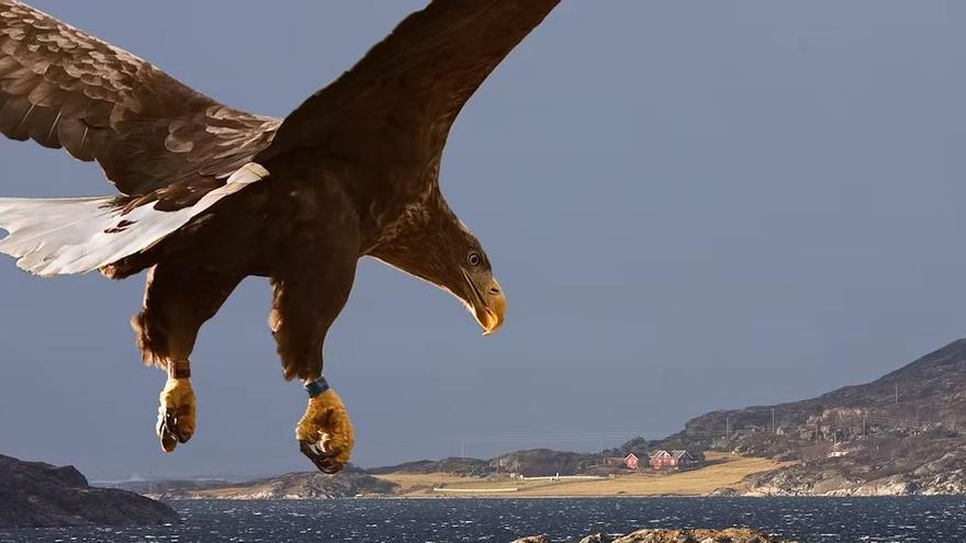 Un pigargo en vuelo