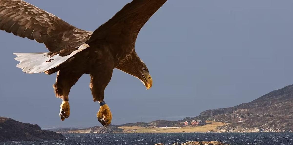 Un pigargo en vuelo