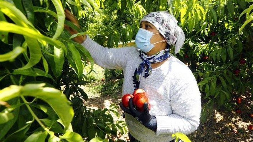 Mujer trabajando en el campo extremeño en época de covid19