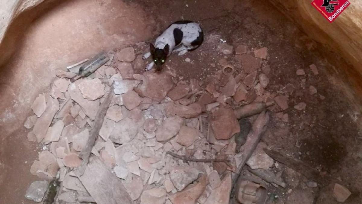 Rescatan a un perro que ha caído a un pozo en la zona de la Torre del Gerro de Dénia