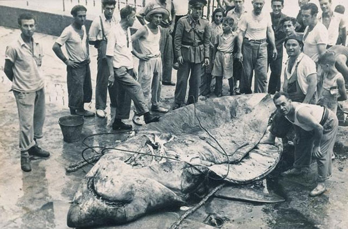 El tiburón blanco capturado en 1946 en Tabarca