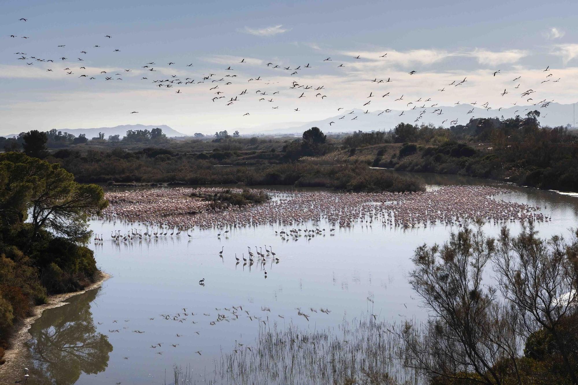 Los flamencos toman l'Albufera y preocupan a los arroceros