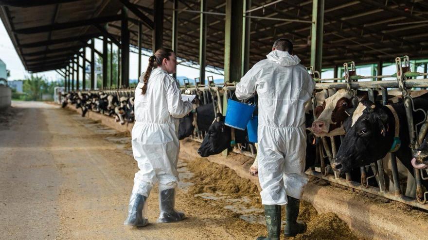 Proceso de vacunación en la zona afectada por la dermatosis nodular contagiosa.  | GENERALITAT